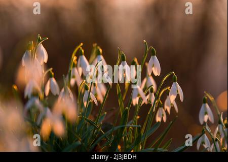 Schneeglöckchen (Galanthus nivalis), Blumen leuchten im Abendlicht Stockfoto