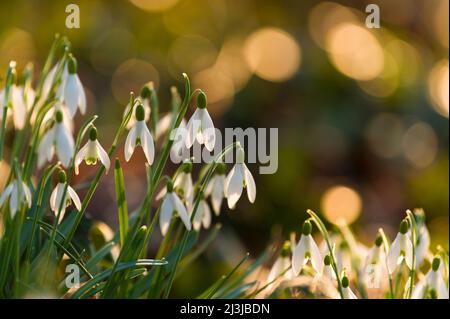 Schneeglöckchen (Galanthus nivalis), Blumen leuchten im Abendlicht Stockfoto