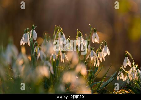 Schneeglöckchen (Galanthus nivalis), Blumen leuchten im Abendlicht Stockfoto