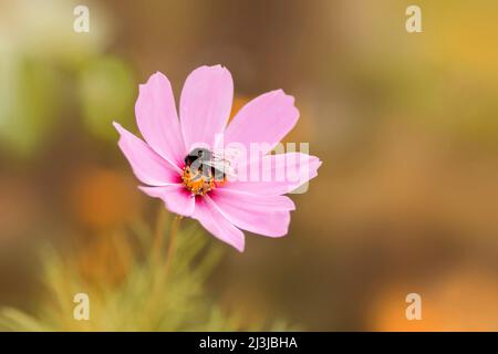 Blume, cosmea, Kosmos bipinnatus, Hummel Stockfoto