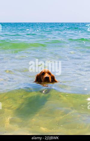Fünf Monate alter englischer Cocker Spaniel, der im Meer von Varna Beach, Schwarzes Meer, Bulgarien schwimmend ist Stockfoto