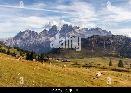 Europa, Italien, Südtirol - Südtirol, Prags-Tal, Kühe auf Almen in Prato Piazza / Plätzwiese, im Hintergrund die Cristallo-Berggruppe, Dolomiten Stockfoto