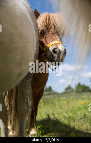 Kopf eines Kastanienponys hinter einem dicken Pony-Bauch auf der Wiese Stockfoto