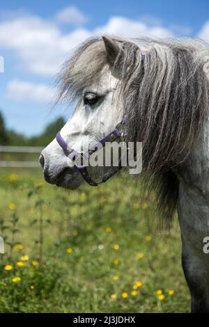 Porträt eines grauen Pferdes im Profil auf einer Wiese in Deutschland Stockfoto