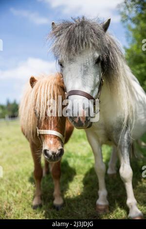 Zwei neugierig aussehende Mini Ponys auf der Wiese Stockfoto