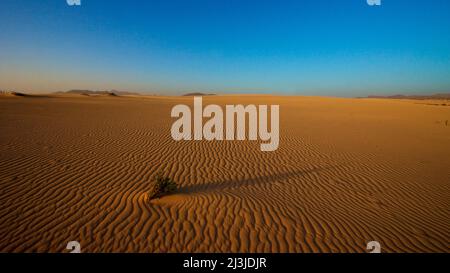 Spanien, Kanarische Inseln, Fuerteventura, Dünengebiet El Jable, Morgenlicht, Sand bis Horizont, Muster, Wellenform, Kleiner grüner Busch im Vordergrund, blauer wolkenloser Himmel, Hügel im Hintergrund Stockfoto