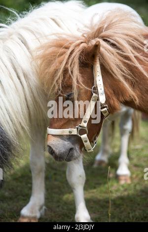 Kopf des Kastanienponys auf dem Fahrerlager in Deutschland Stockfoto