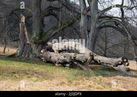 Tod einer Linde am Naturdenkmal „Sieben Linden“ im Altmühltal, Mittelfranken Stockfoto