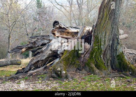 Tod einer Linde am Naturdenkmal „Sieben Linden“ im Altmühltal, Mittelfranken Stockfoto