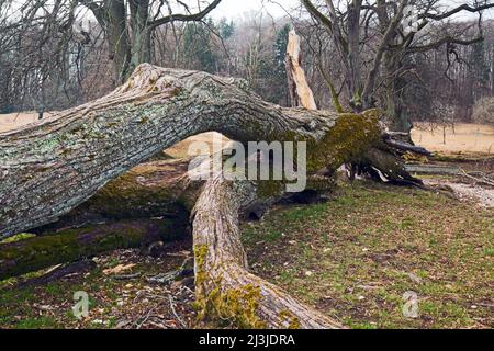 Tod einer Linde am Naturdenkmal „Sieben Linden“ im Altmühltal, Mittelfranken Stockfoto