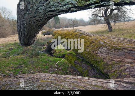 Tod einer Linde am Naturdenkmal „Sieben Linden“ im Altmühltal, Mittelfranken Stockfoto