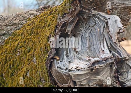 Tod einer Linde am Naturdenkmal „Sieben Linden“ im Altmühltal, Mittelfranken Stockfoto