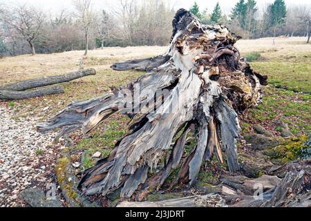 Tod einer Linde am Naturdenkmal „Sieben Linden“ im Altmühltal, Mittelfranken Stockfoto