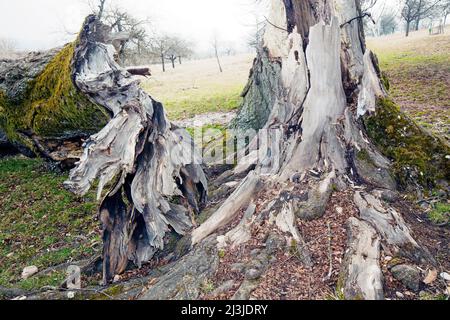 Tod einer Linde am Naturdenkmal „Sieben Linden“ im Altmühltal, Mittelfranken Stockfoto