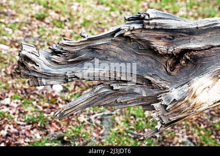 Tod einer Linde am Naturdenkmal „Sieben Linden“ im Altmühltal, Mittelfranken Stockfoto