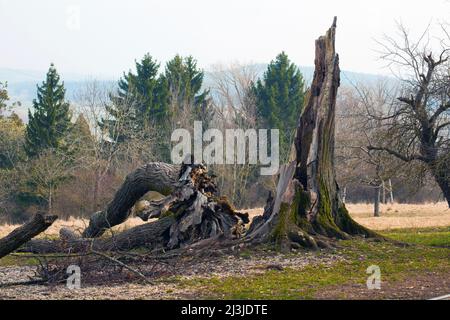 Tod einer Linde am Naturdenkmal „Sieben Linden“ im Altmühltal, Mittelfranken Stockfoto