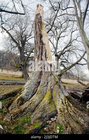 Tod einer Linde am Naturdenkmal „Sieben Linden“ im Altmühltal, Mittelfranken Stockfoto