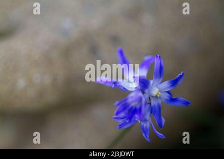 Scilla luciliae, Bossiers Ruhm des Schnees im Blumenfrühling Großbritannien Stockfoto