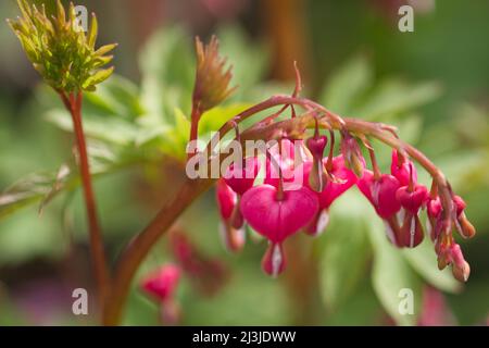 Rosa und rote herzförmige Blüten von Lamprocapnos spectabilis, früher bekannt als Dicentra spectabilis, oder die blutende Herzpflanze, im Frühjahr Stockfoto