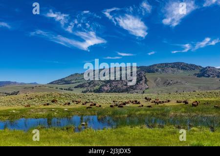 Bisonherde auf der Nordseite des Yellowstone National Park, USA Stockfoto