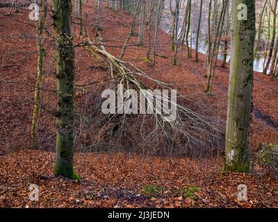 Spätswinter in der Aper-Schlucht zwischen Schöngeising und Grafrath, Stockfoto