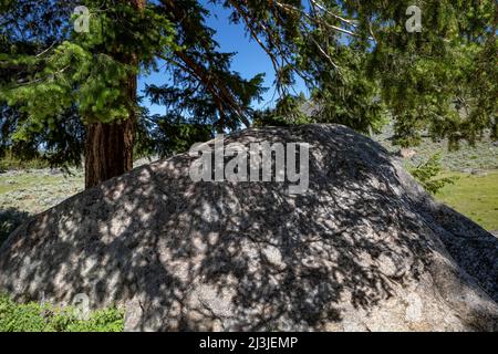 Douglas Fir, Pseudotsuga menziesii, wächst neben glazialen Erratischen im Yellowstone National Park, USA Stockfoto