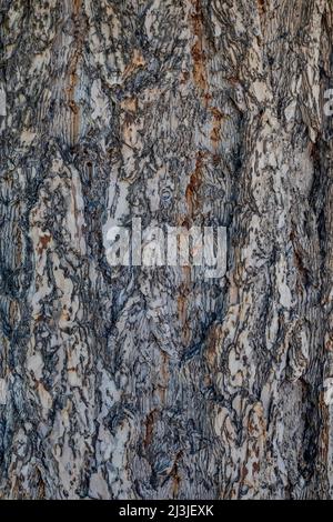 Douglas Fir, Pseudotsuga menzierii, Yellowstone-Nationalpark, USA Stockfoto