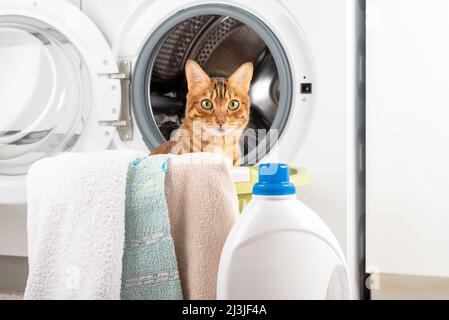Bengalkatze mit schmutziger Wäsche an der elektrischen Waschmaschine im Haus. Stockfoto