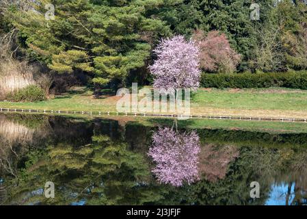 Im Gartenreich Wörlitz spiegelt sich ein blühender Kirschbaum in einem See wider. Stockfoto