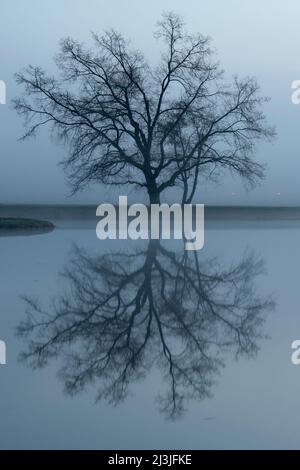 Im Wörlitzer See spiegelt sich ein Baum. Stockfoto