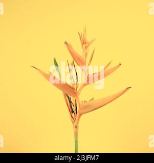 Bird of Paradise tropische exotische Blume florale Pflanze auf pastellgelben abstrakten Hintergrund. Wandkunst, Bildende Kunst Minimaler fotografischer Bildstil. Stockfoto