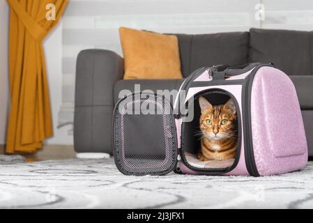 Die Katze liegt im Träger auf dem Teppich im Wohnzimmer. Stockfoto