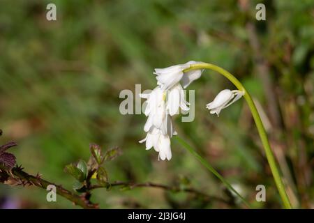 Eine genetische Mutation, die eine weiße Bluebell (Hyacinthoides non-scripta) erzeugt, die auf einem natürlichen grünen Hintergrund isoliert ist Stockfoto