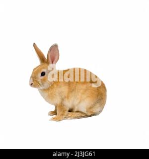 Rotes Kaninchen sitzt auf weißem Hintergrund. Haustierkonzept. Stockfoto