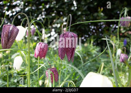 Eine Mischung aus weißem und violettem Schlangenkopf-Fritillary (Fritillaria meleagris) in einem natürlichen Waldgebiet Stockfoto