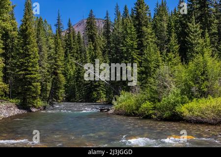 Schnell fließender Soda Butte Creek in den Absaroka Mountains im nordöstlichen Yellowstone National Park, USA Stockfoto