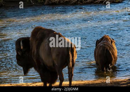 Buffalo überquert Slough Creek im Yellowstone National Park, USA Stockfoto