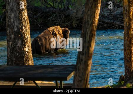 Buffalo überquert Slough Creek im Yellowstone National Park, USA Stockfoto