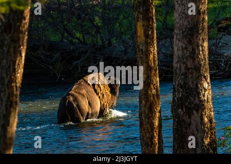 Buffalo überquert Slough Creek im Yellowstone National Park, USA Stockfoto