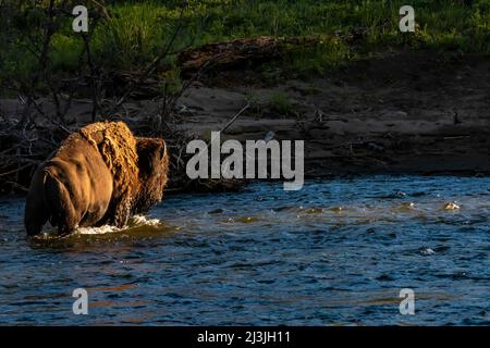 Buffalo überquert Slough Creek im Yellowstone National Park, USA Stockfoto