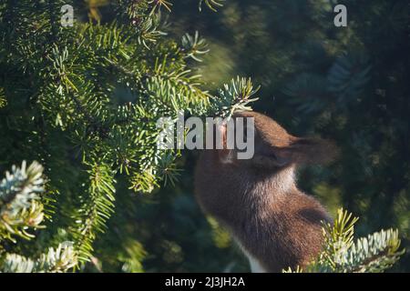 Das hungrige rote europäische Eichhörnchen steht und ernährt sich auf dem Zweig der Tanne bei der Morgensonne. Stockfoto