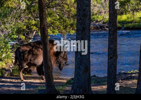 Buffalo überquert Slough Creek im Yellowstone National Park, USA Stockfoto