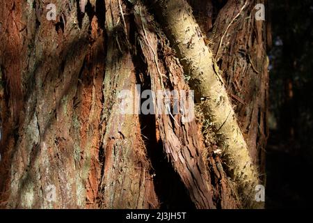 Uralte Kiefernrinde Detail mit Schäden Markierungen in der Rinde und dicken Efeu Rebe und Schatten Stockfoto