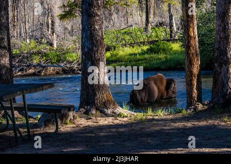 Buffalo überquert Slough Creek im Yellowstone National Park, USA Stockfoto