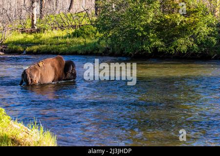 Buffalo überquert Slough Creek im Yellowstone National Park, USA Stockfoto