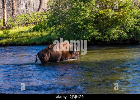 Buffalo überquert Slough Creek im Yellowstone National Park, USA Stockfoto