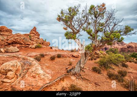 Morgenszene mit verdrehten Baum- und Felsformationen während eines stürmischen Tages im Arches National Park Stockfoto