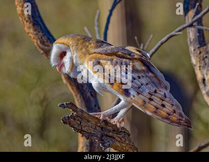 Schleiereule, Tyto alba Stockfoto
