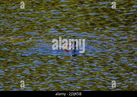 American Coot, Fulica americana, Elternteil, der seine Jungen am Floating Island Lake im Yellowstone National Park, USA, füttert Stockfoto