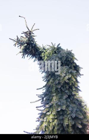 Picea omorika 'Pendula Bruns' serbische Fichte. Stockfoto